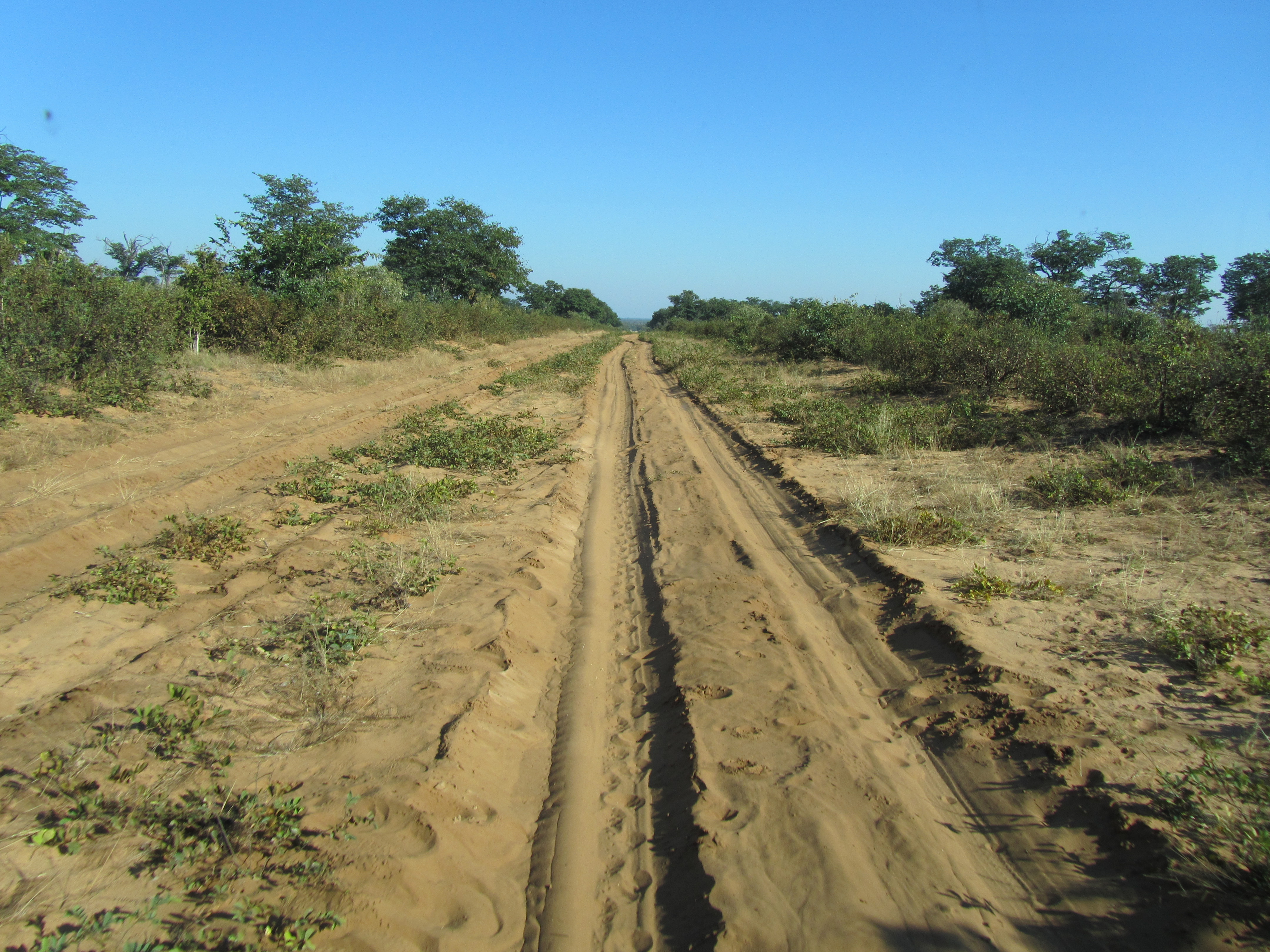 BOTSWANA WEBSITE BUSH