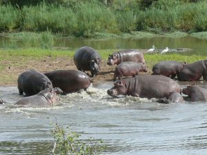 BOTSWANA WEBSITE BUSH