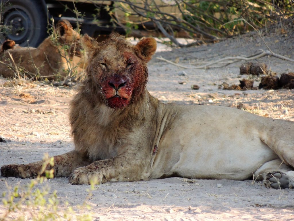 BOTSWANA WEBSITE BUSH