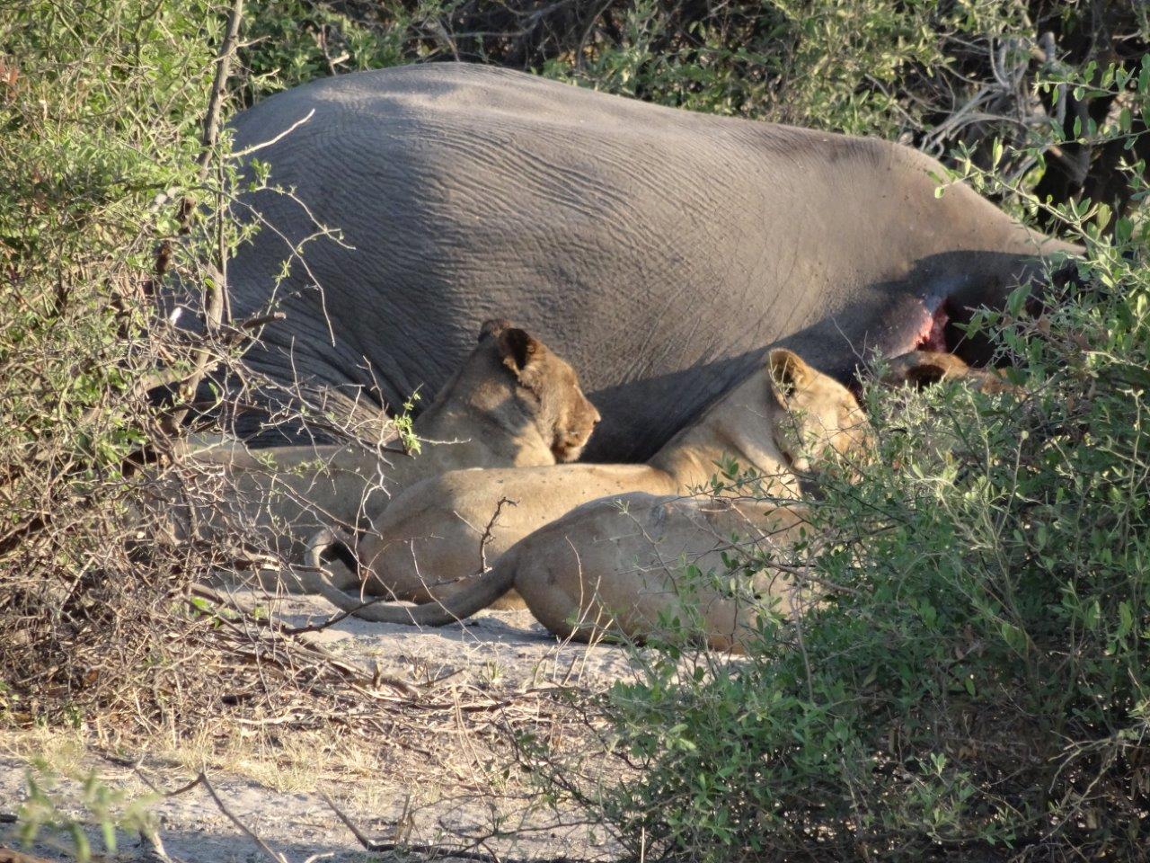 BOTSWANA WEBSITE BUSH