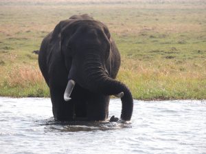 BOTSWANA WEBSITE BUSH