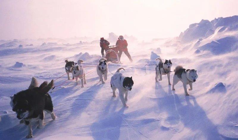 The Iditarod Trail Sled Dog Race