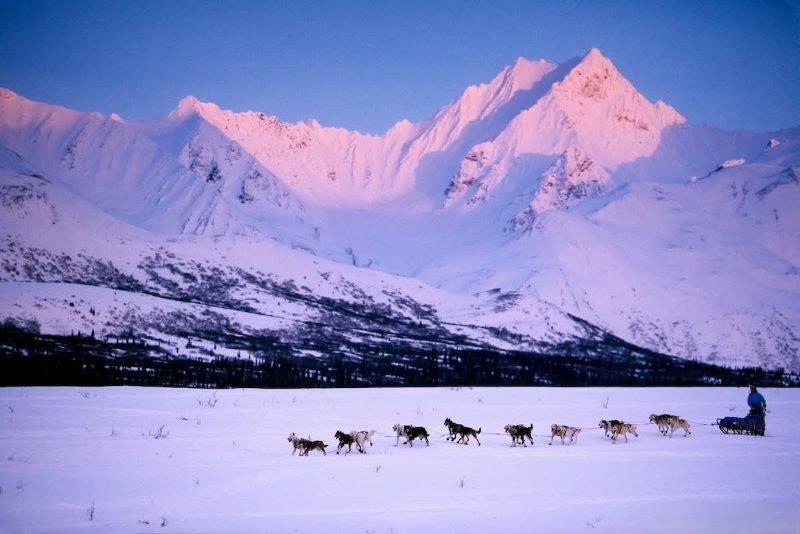 The Iditarod Trail Sled Dog Race