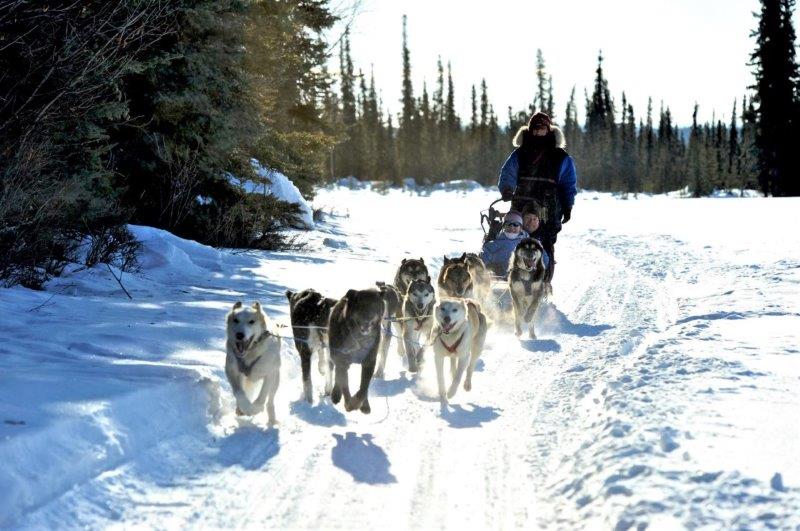 The Iditarod Trail Sled Dog Race