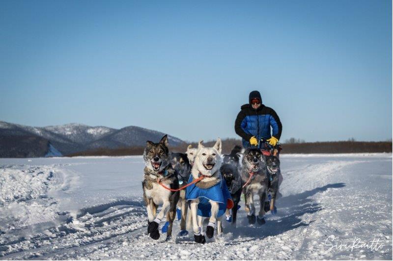 The Iditarod Trail Sled Dog Race