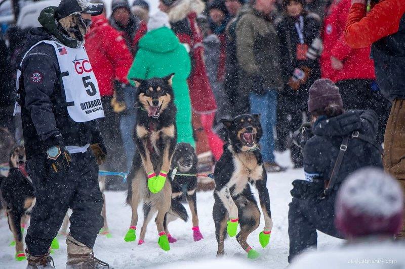 The Iditarod Trail Sled Dog Race